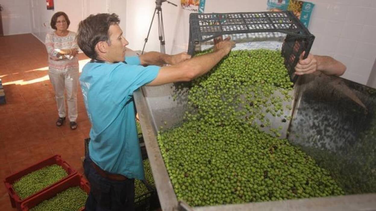La campaña de la aceituna en Fuerteventura procesará unos 45.000 kilogramos
