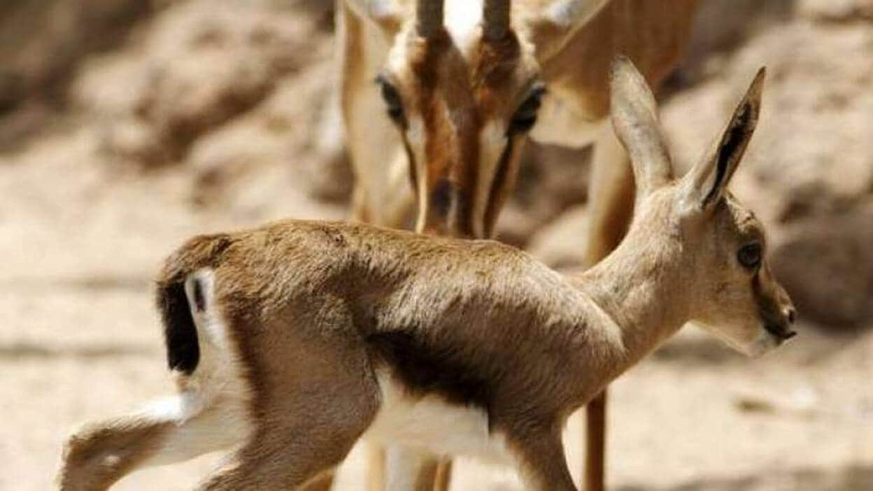 El Oasis Park aumenta su familia de gacelas Cuvier con siete nuevas crías