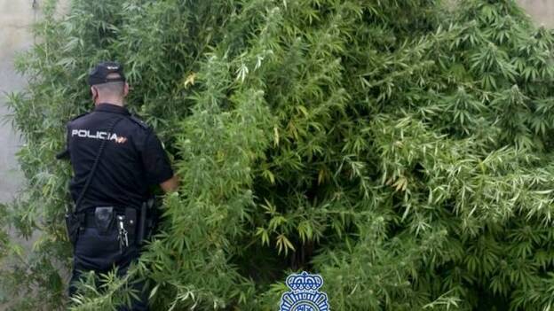 Detenido porque sus plantas de marihuana asomaban ya por el muro de su casa