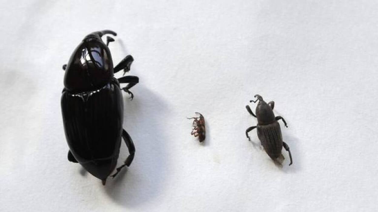 El picudín se extiende desde los palmerales del Sur hasta Arucas