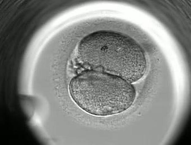 La película del inicio de la vida