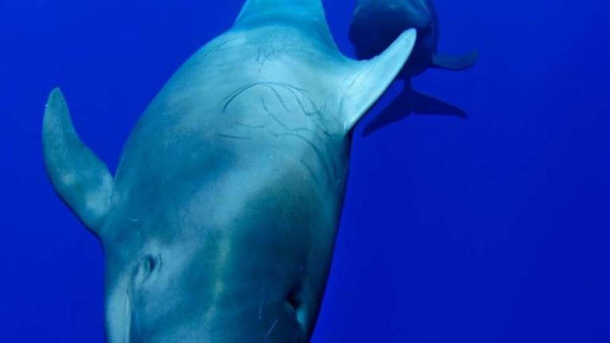 Calderones tropicales patrullan las islas Canarias