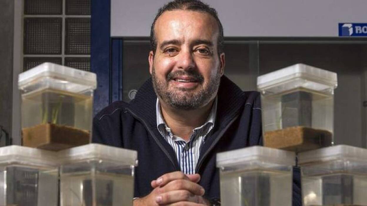 Reactivan semillas de seba para acuarios y trasplantarlas en la naturaleza