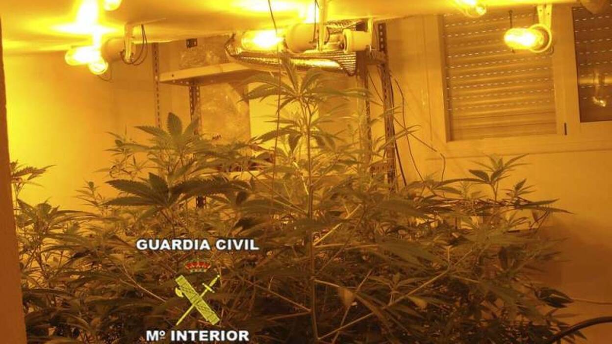 Detenido el concejal de IU en Almogía con 180 plantas de marihuana