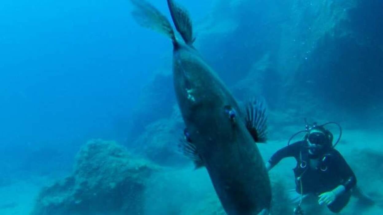 Cabrón, paraíso protegido
