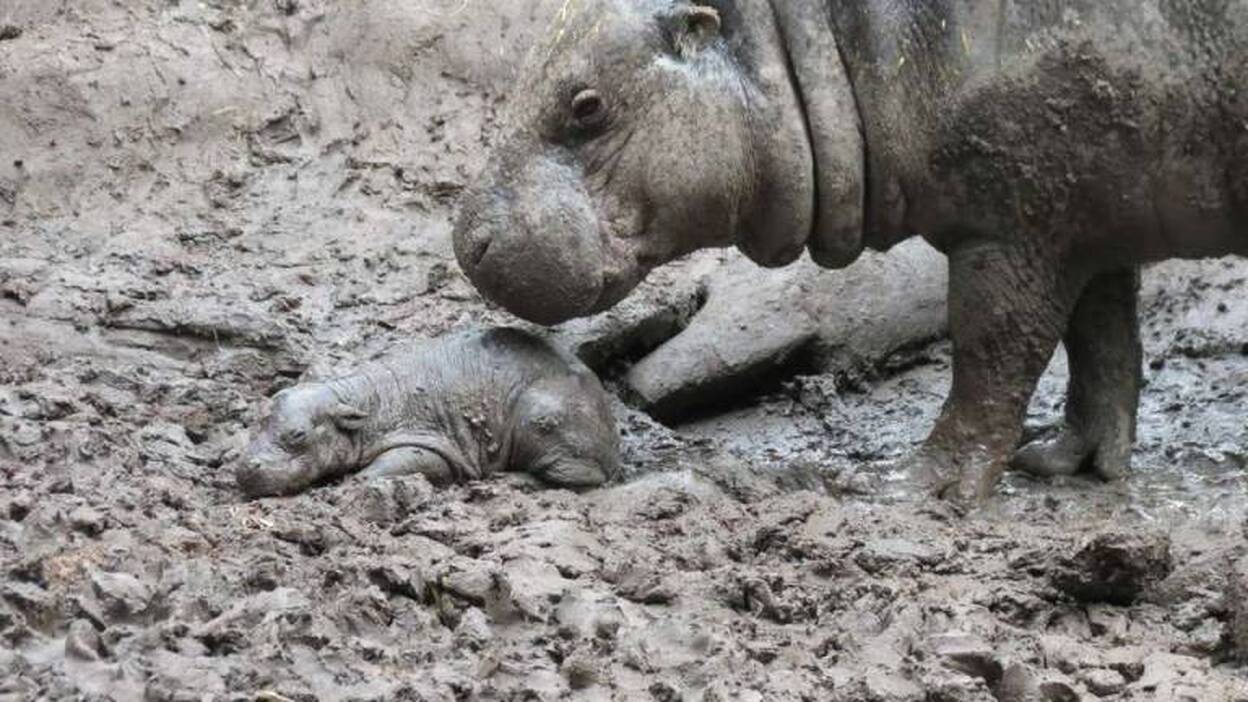 Nace en el zoológico chileno el segundo hipopótamo pigmeo en dos años