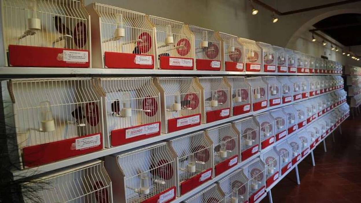Exhiben los mejores pájaros canarios en Teror