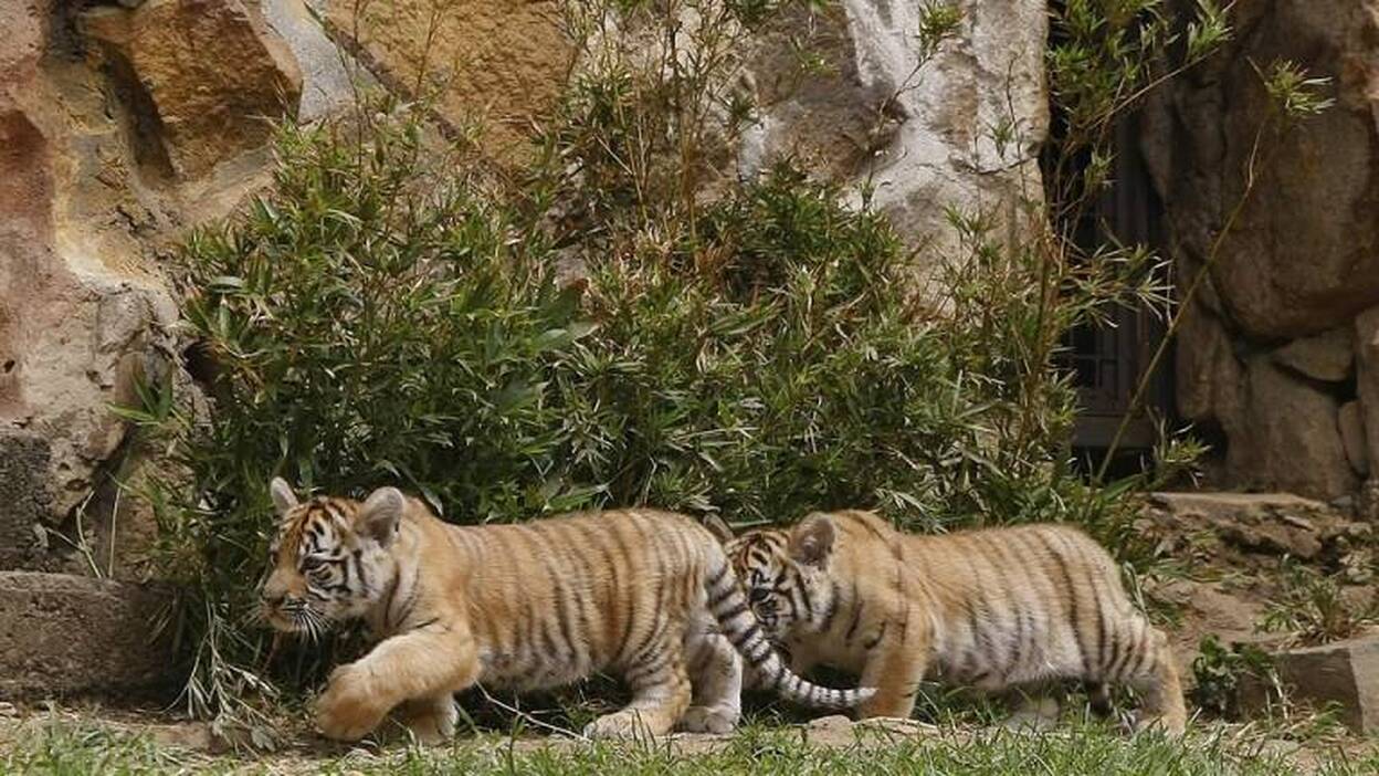 Primeros pasos de los trillizos felinos