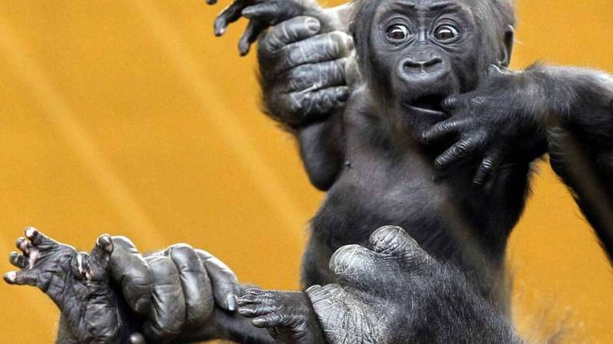 La cautividad para mantener las especies