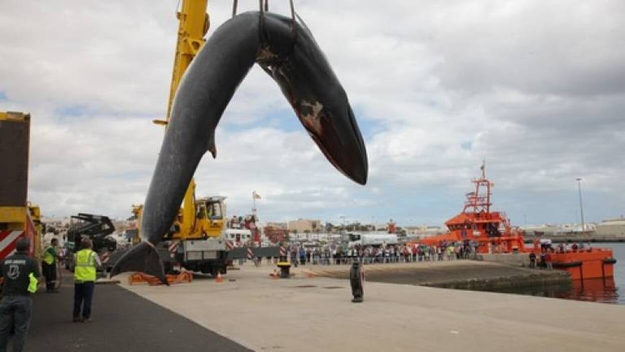 El rorcual de 20 metros bate el récord