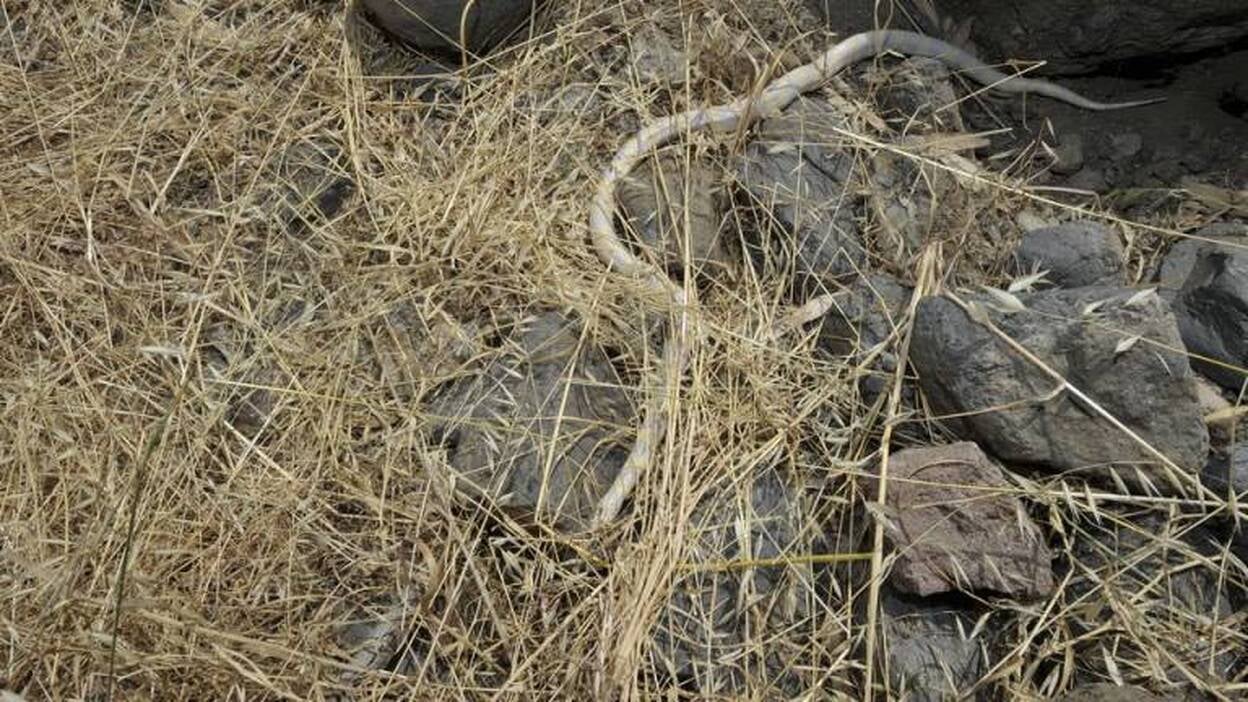 Captura de serpiente californiana en San Roque (Telde)