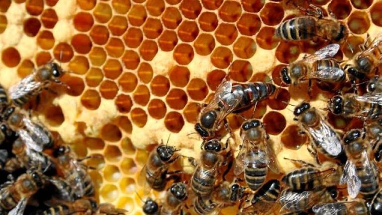 El Gobierno prohíbe las abejas que no sean de la raza canaria