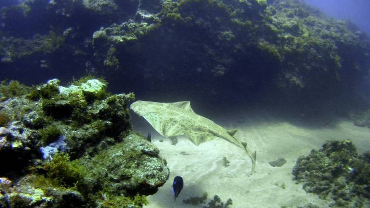 Los buceadores de Canarias comunican 12 avistamientos del raro tiburón ángel