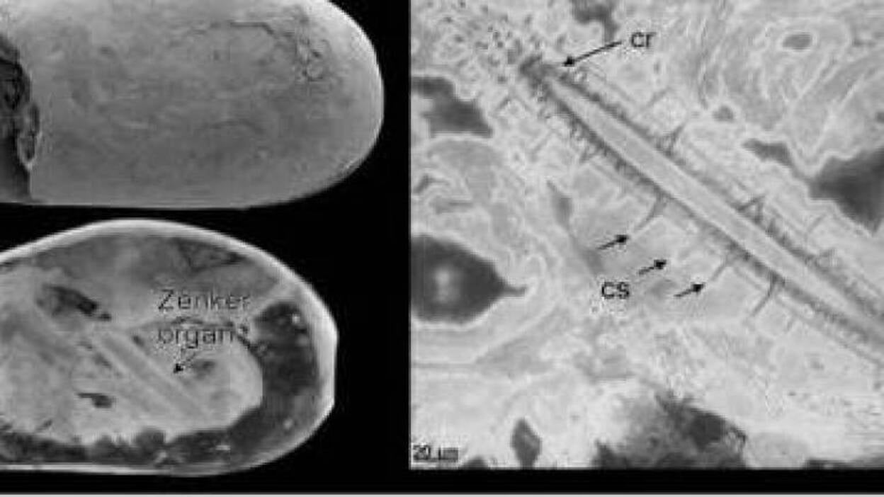 Hallan esperma gigante preservado hace 17 millones de años