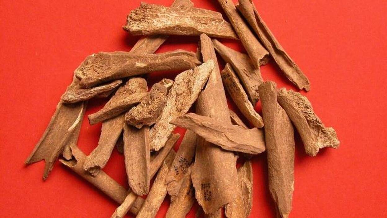 Los animales aborígenes aportan nuevos datos sobre la sociedad guanche