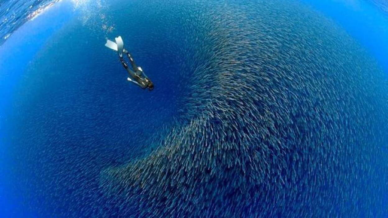 El mundo nada en Los Gigantes