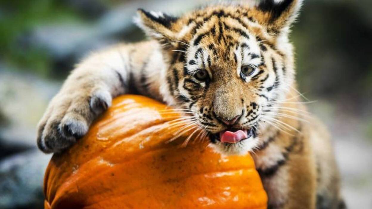 Ternura 'aterradora' en el zoo