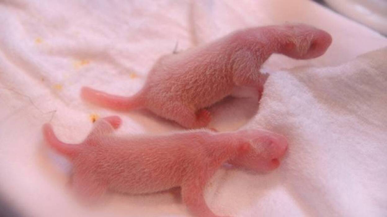 Nacen gemelos de panda gigante en un zoo del sur Japón