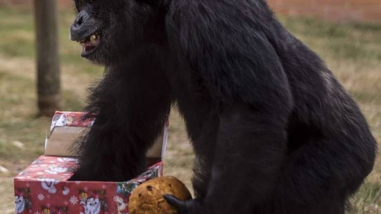 La Navidad llega al zoo