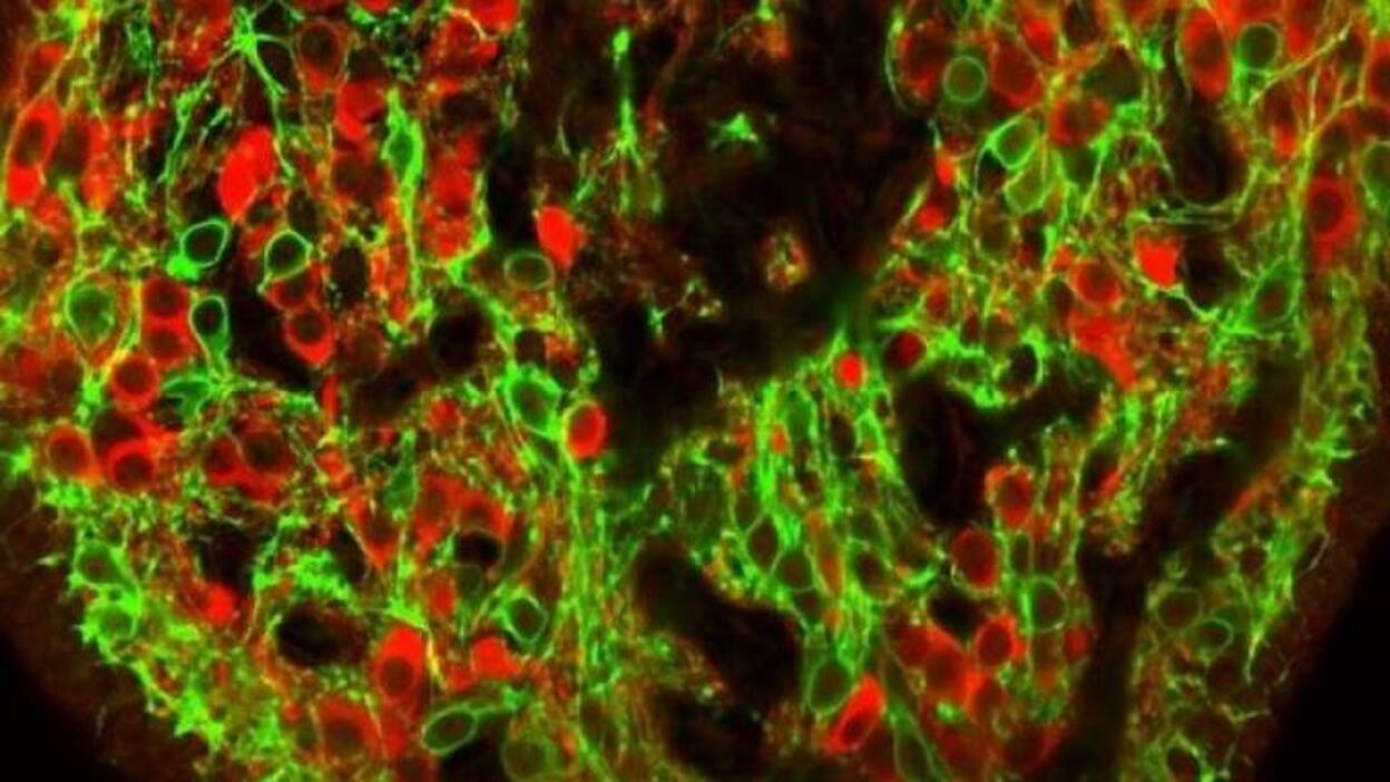 Identifican en el cerebro las neuronas que encienden y apagan la sed