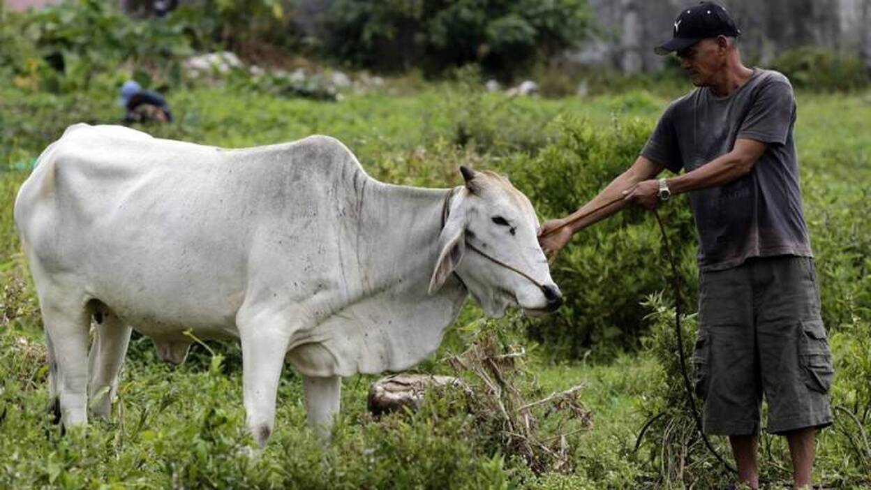Un hombre acusado de violar a una ternera