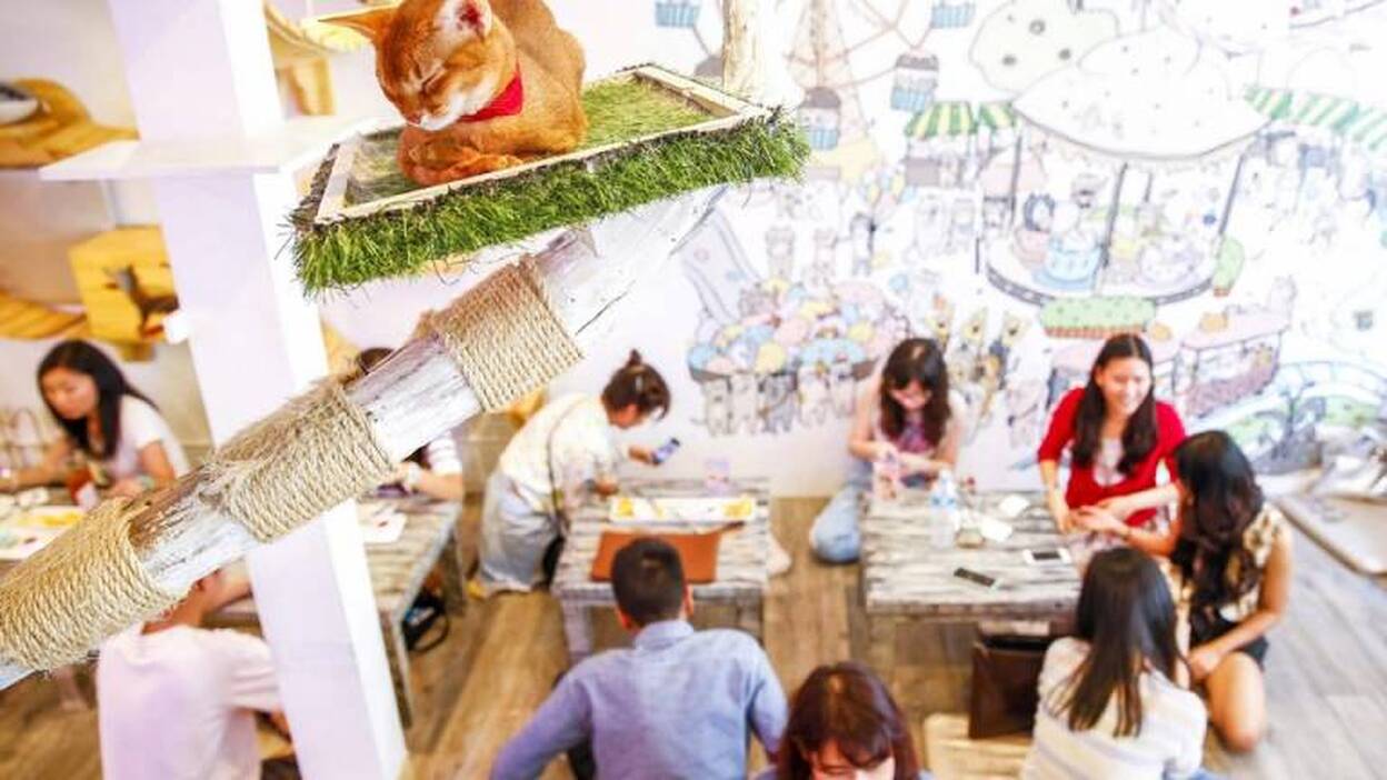 Una cafetería muy felina