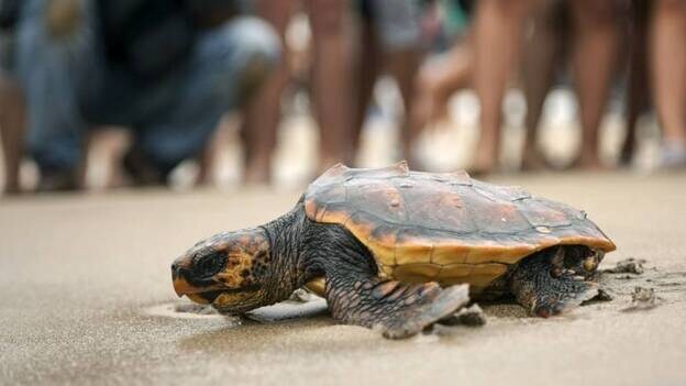 La tortuga manchada por el fuel de Naydenov regresa al mar en perfecto estado