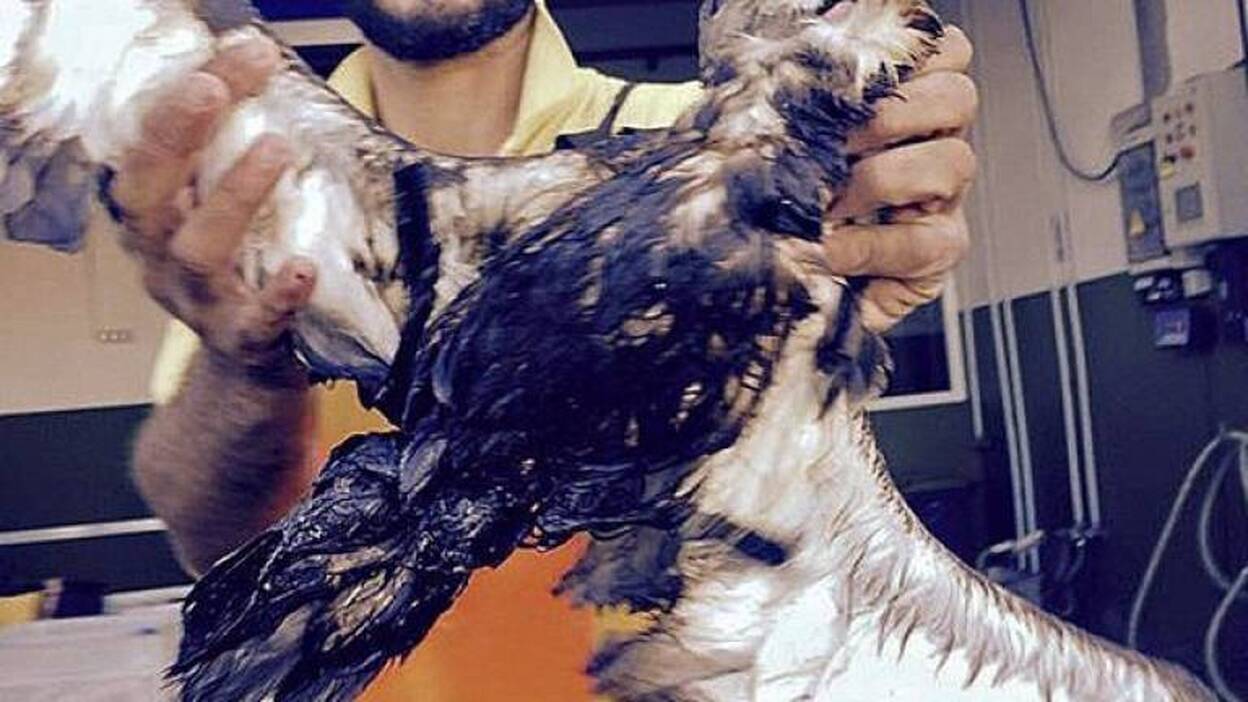 Una pardela, primer ave afectada por el vertido