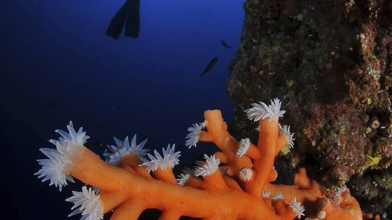 Comienza el sexto open fotosub &#8216;Lanzarote mar de lava&#8217;