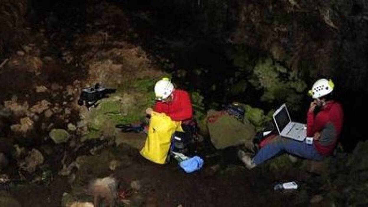 Descubren en el Teide una nueva especie de coleóptero ciego y despigmentado