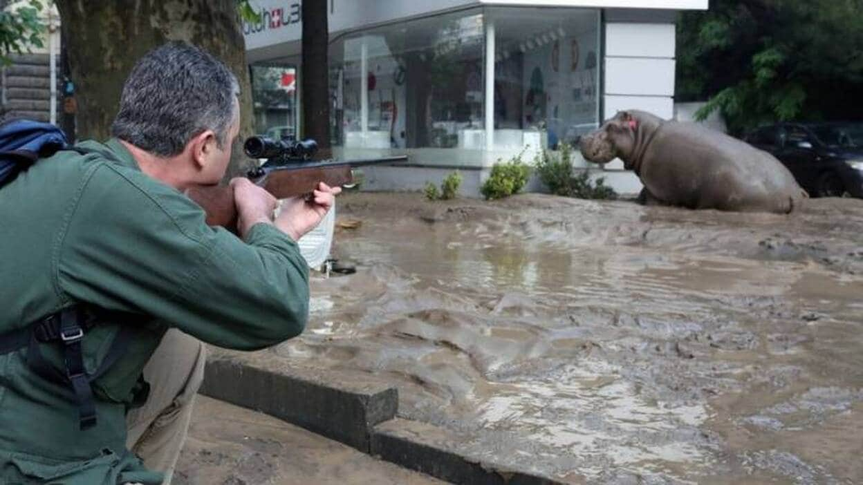 Tiflis, una ciudad invadida por las fieras