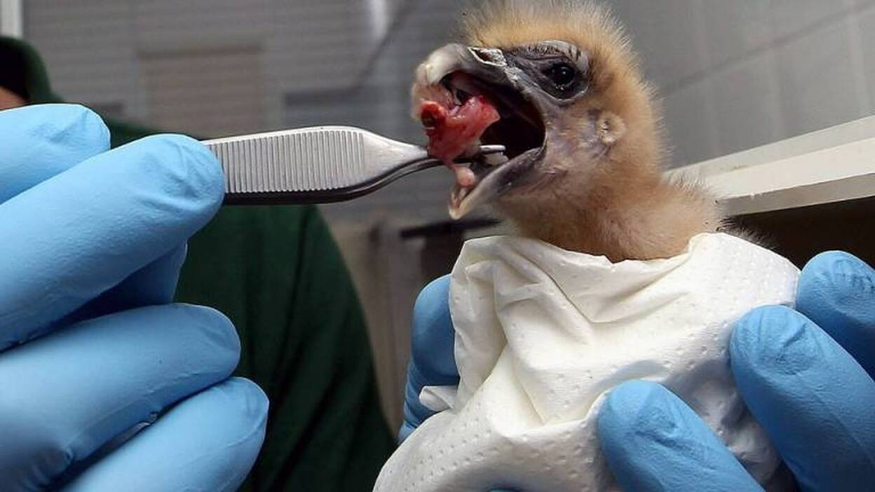 La reproducción en cautividad ofrece una nueva esperanza al guirre canario