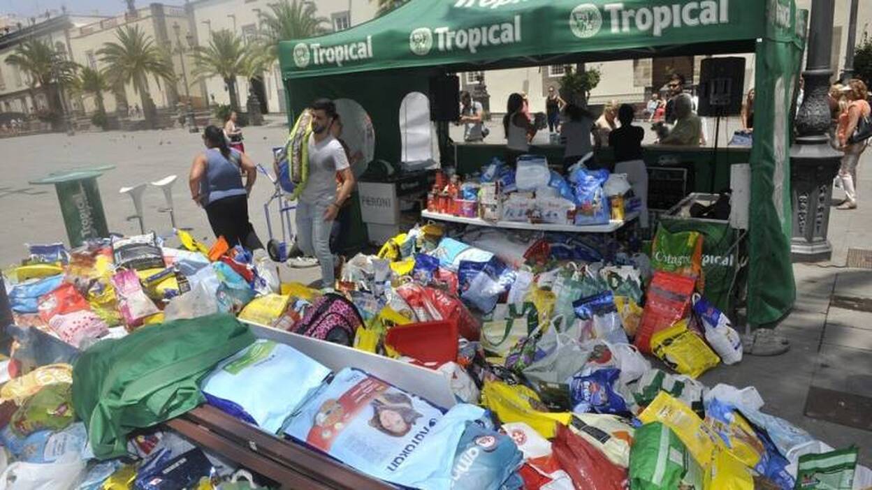 Recogida de alimentos para perros abandonados