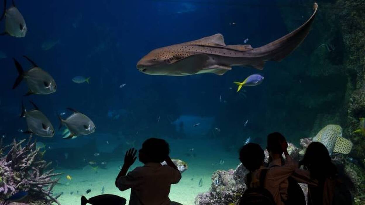 Vida marina en un acuario