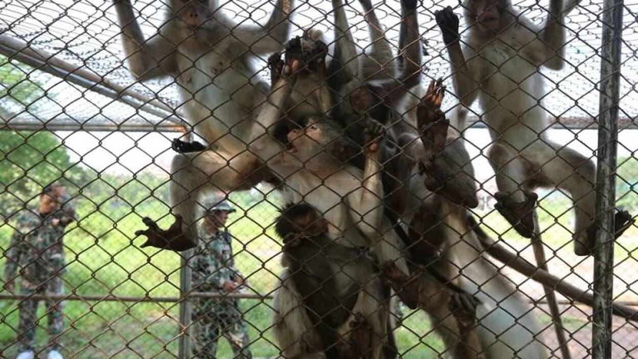 Conflicto entre monos y humanos