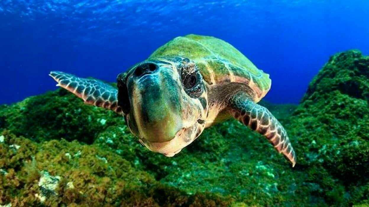 Un proyecto de "Isla azul" para proteger los fondos marinos de Canarias