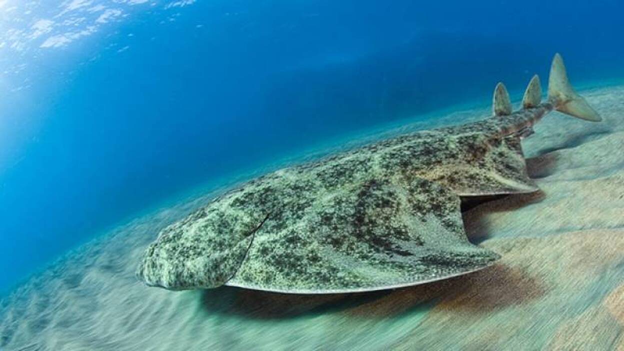 Estudian en Canarias al angelote, uno de los tiburones más amenazados