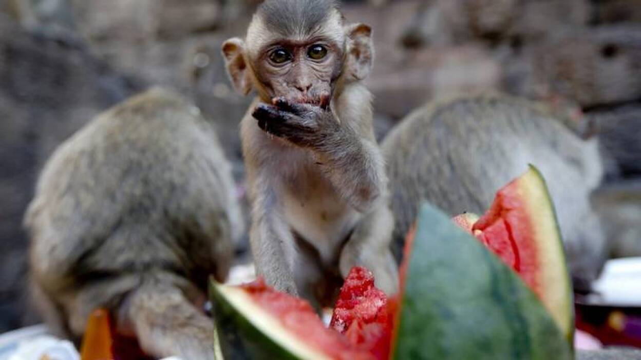 Los monos de la ciudad