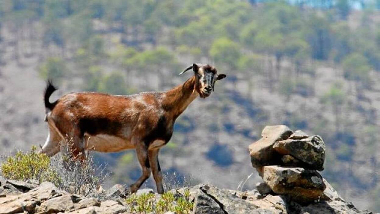 Prioridad alta en Ojeda, Inagua y Pajonales al control de cabras