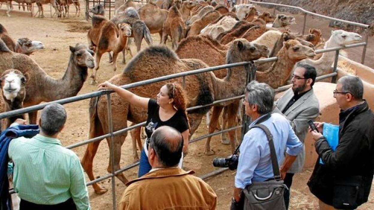 Arabia Saudí y la ULPGC avalan el uso de la leche de camella