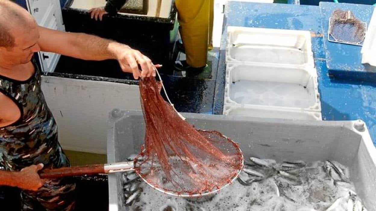 Pescados con DNI electrónico