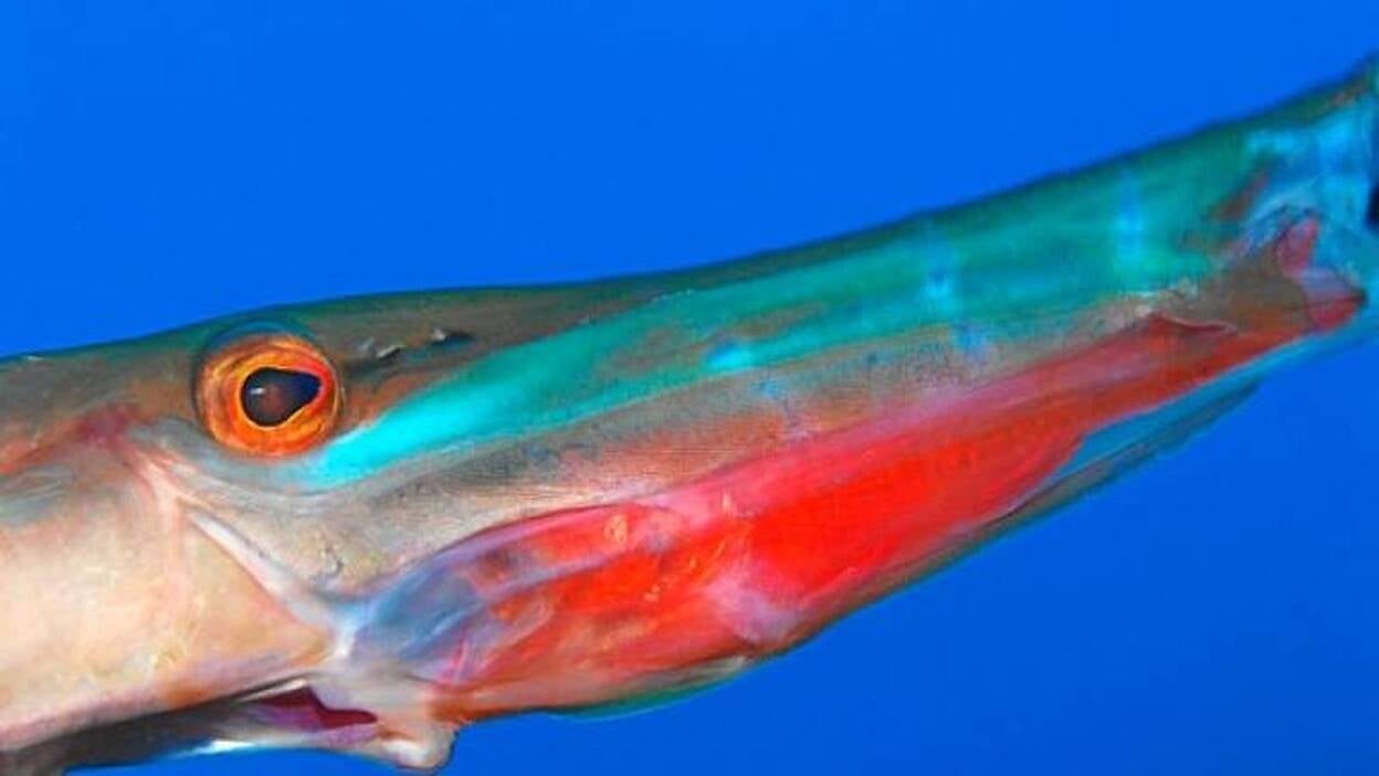 El Open Fotosub salta a la red