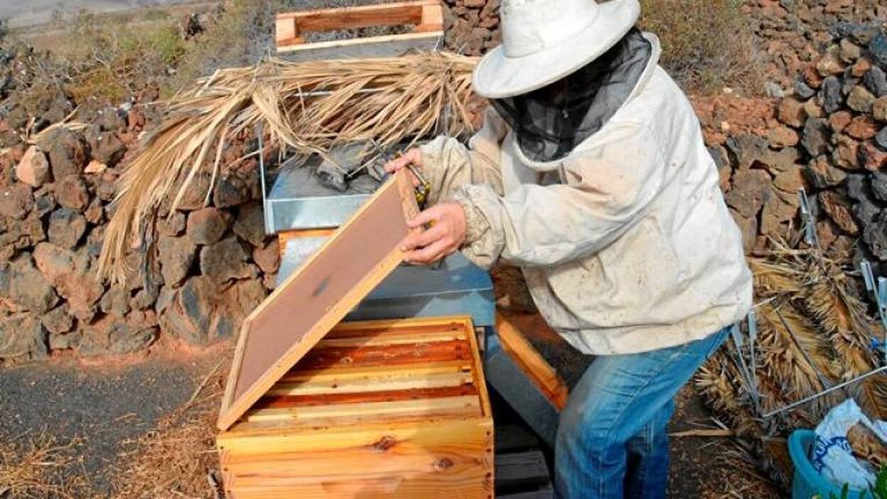 Paraíso para la abeja autóctona