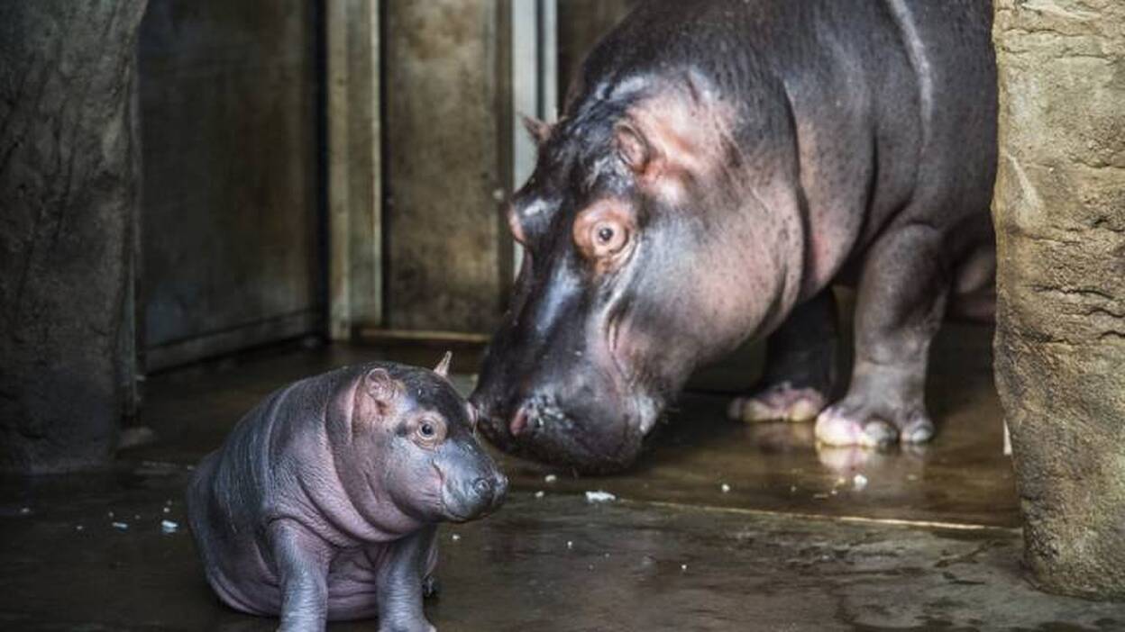 Nace un hipopótamo en el zoo de Praga
