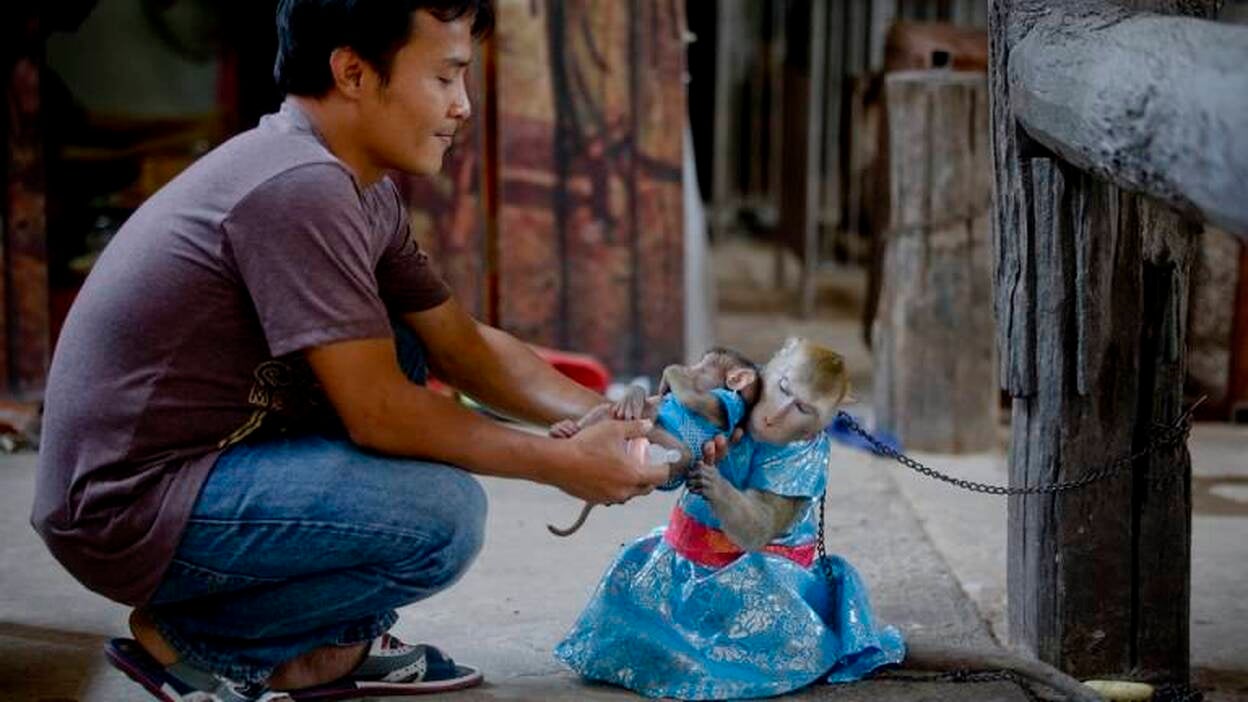 ¿Espectáculo o maltrato animal?