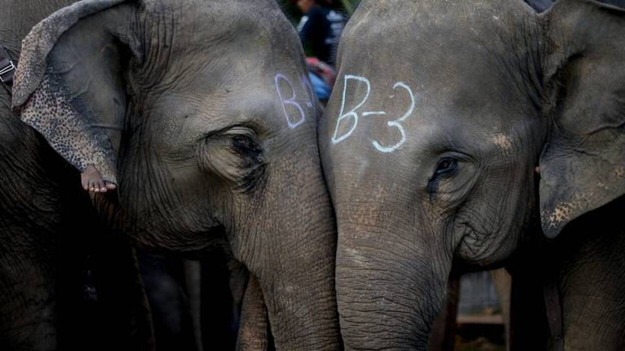 Copa del Rey de polo en elefante