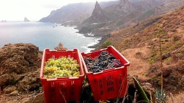 Un vino de lujo que sale de Anaga