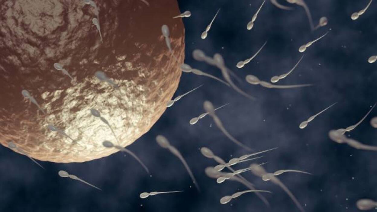 Descubren una proteína imprescindible para formar óvulos y espermatozoides