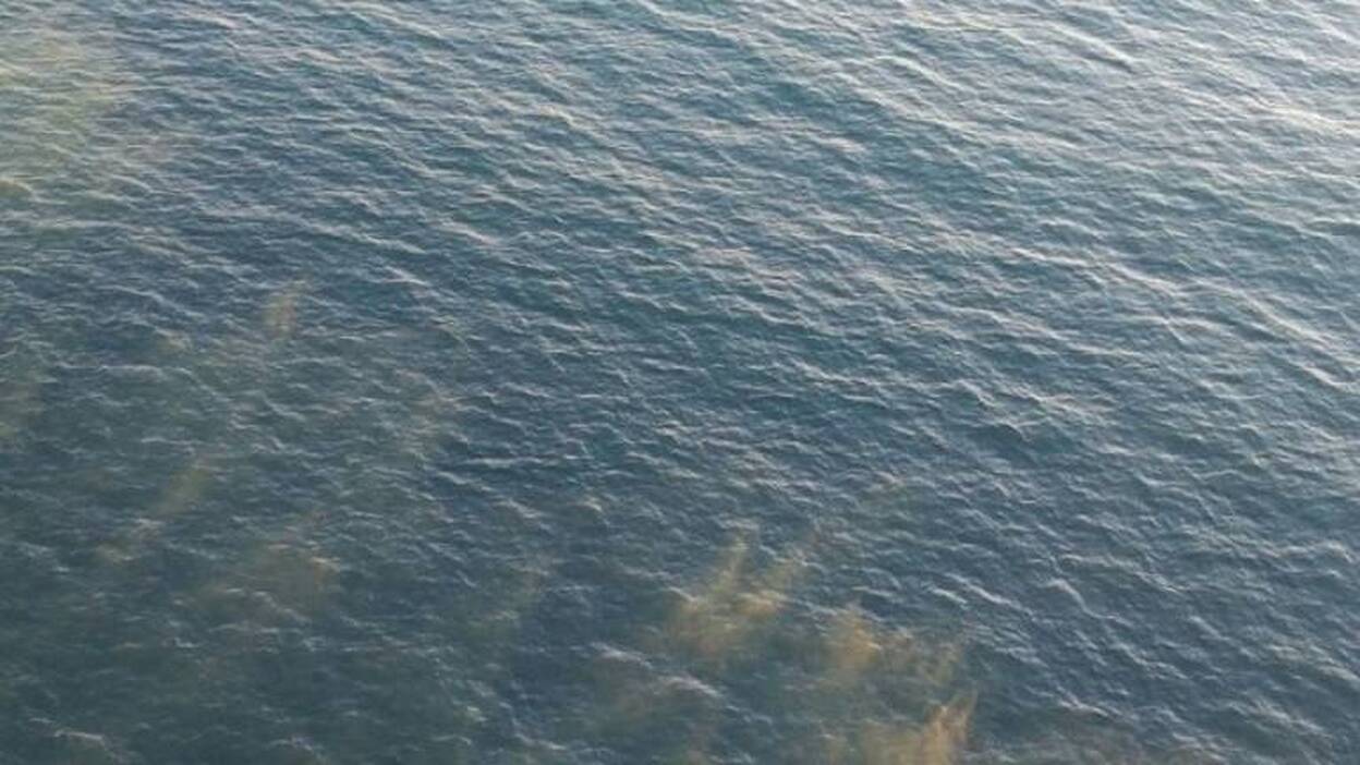 Localizan manchas de algas kilométricas en aguas al sureste de Maspalomas