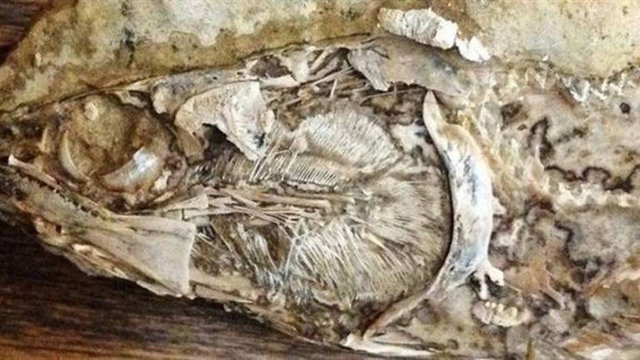 Recuperado el primer corazón fósil de un animal prehistórico